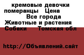 кремовые девочки померанцы › Цена ­ 30 000 - Все города Животные и растения » Собаки   . Томская обл.